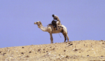 t-a530-r15.gif