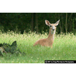 t-07-fh-001.gif