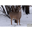 t-14-ag-022.gif