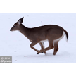 t-14-ag-027.gif