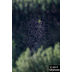 t-17-ds-010.gif