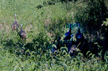 t-02-fpz-001.gif