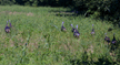 t-02-fpz-002.gif