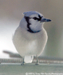 t-02-ihz-011.gif