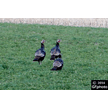 t-14-ct-002a.gif