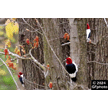 t-24-cg-048.gif