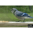 t-24-cg-049.gif