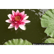 t-05-dt-051.gif