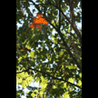t-08-hx-037.gif