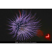 t-11-dz-062.gif