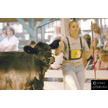 t-11-ee-037.gif