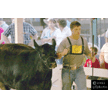 t-11-ee-038.gif